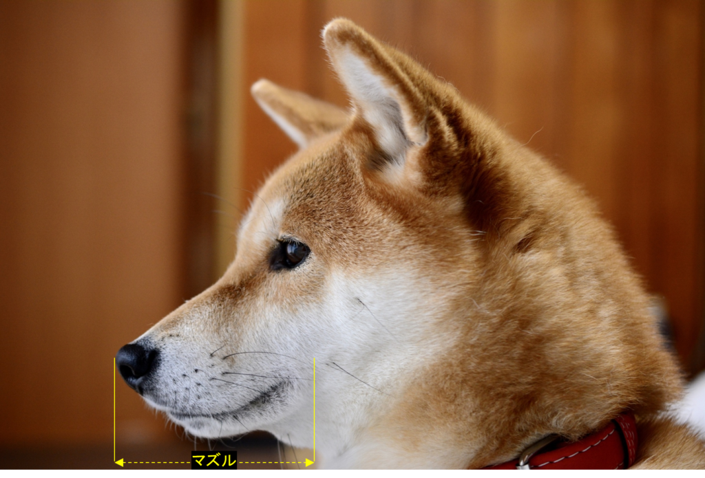初心者でもすぐわかる 柴犬のたぬき顔とキツネ顔の見分け方 Maccoの柴犬 Funブログ