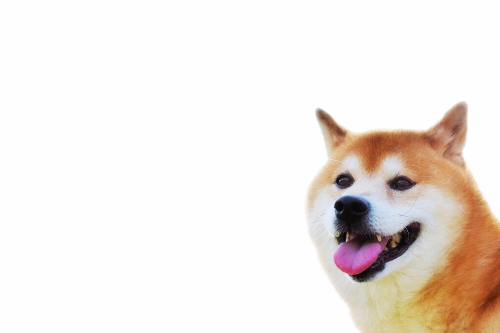 初心者でもすぐわかる 柴犬のたぬき顔とキツネ顔の見分け方 Maccoの柴犬 Funブログ