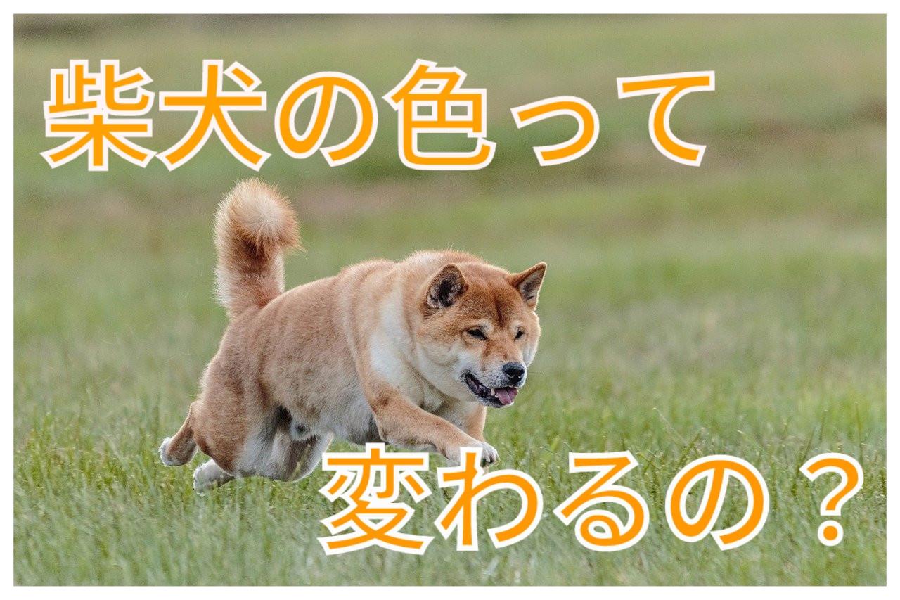 なぜ柴犬の毛色は変わるの どんな変化をするの Maccoの柴犬 Funブログ