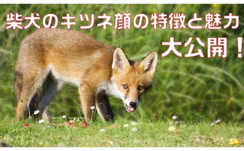 色鉛筆で描かれた素敵な柴犬や柴犬の書き方を紹介します Maccoの柴犬 Funブログ