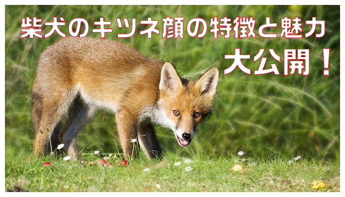 知らないと損 キツネ顔の柴犬の特徴と魅力をご紹介 Maccoの柴犬 Funブログ