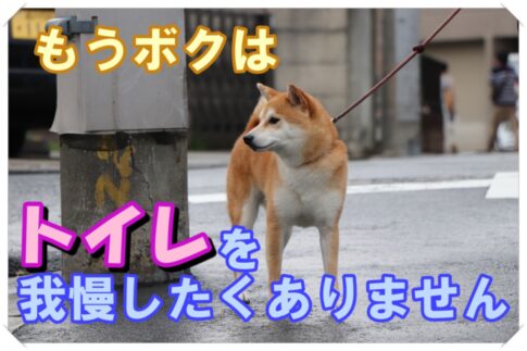 好きだけどぶつけちゃう 柴犬がおしりアタックする理由を徹底解説 Maccoの柴犬 Funブログ