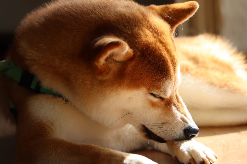 可愛いけど本当にやめて 柴犬がトイレで寝る理由と対処法を解説 Maccoの柴犬 Funブログ