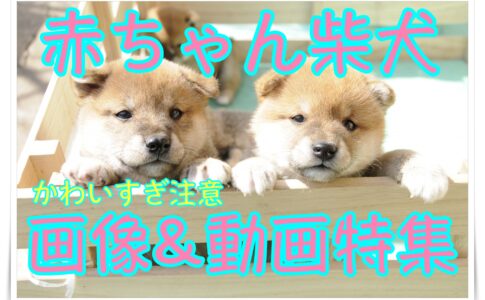 色鉛筆で描かれた素敵な柴犬や柴犬の書き方を紹介します Maccoの柴犬 Funブログ