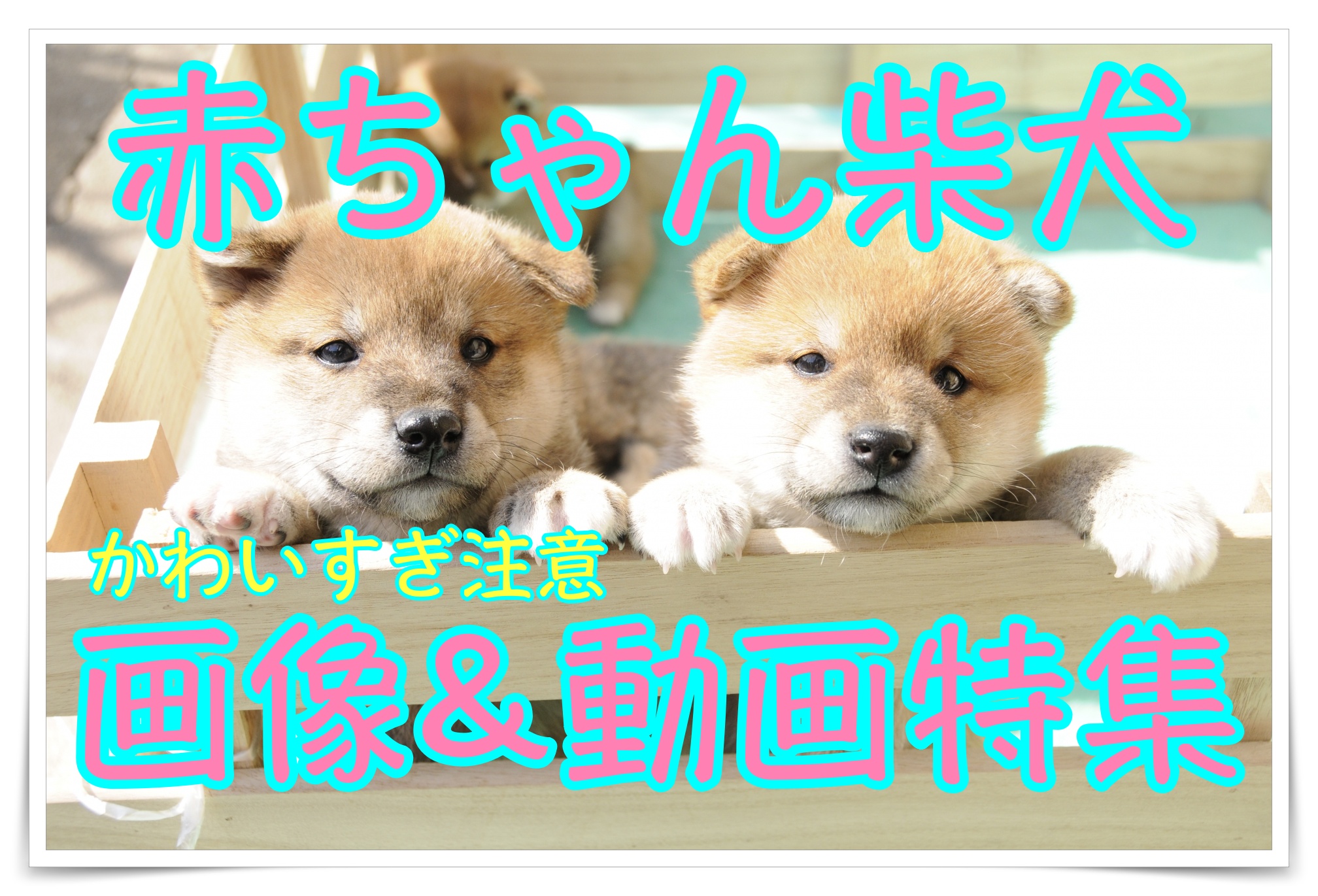 柴犬の赤ちゃんはとってもかわいい 癒し画像 癒し動画特集 Maccoの柴犬 Funブログ