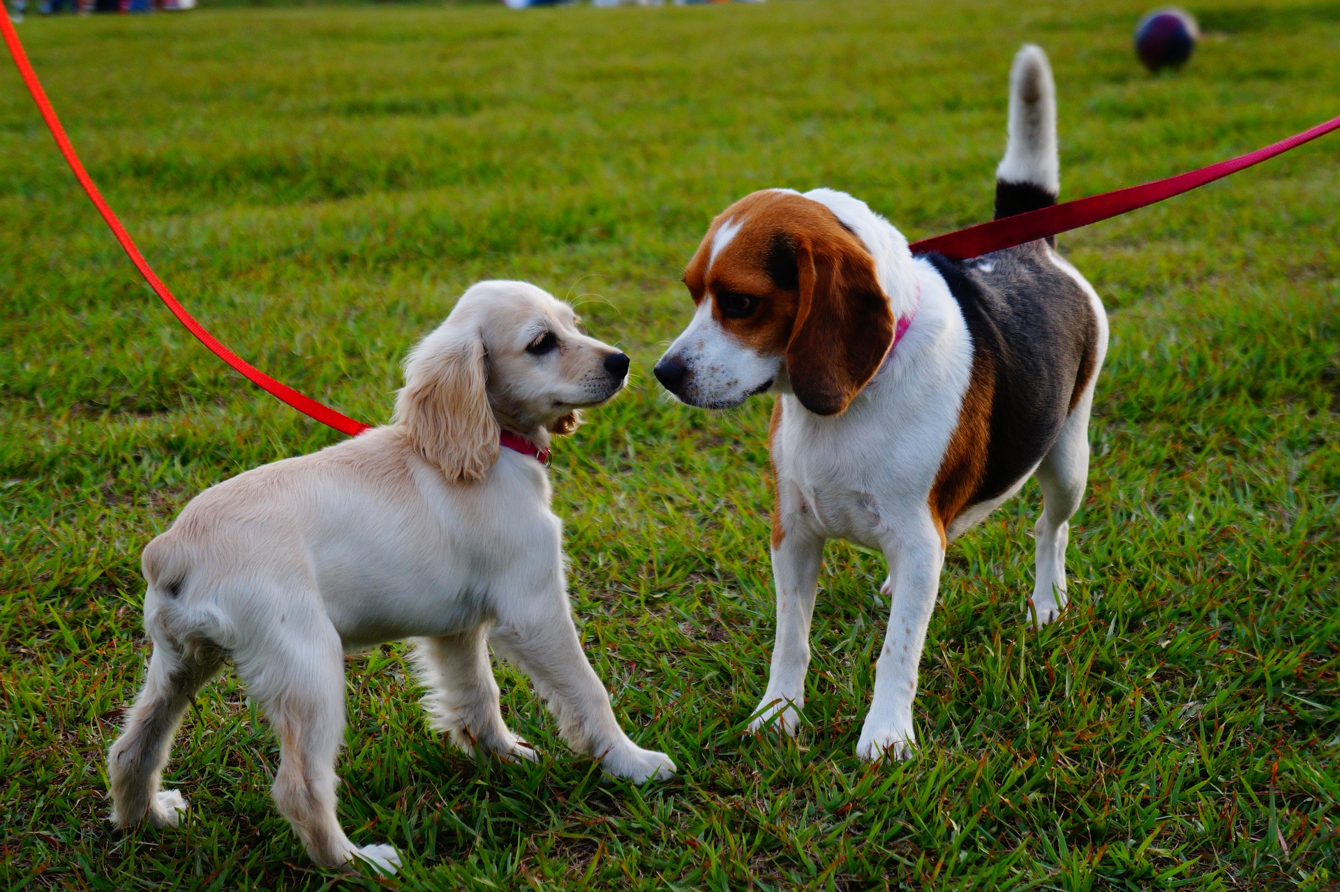 柴犬と快適な暮らし 室内でトイレトレーニングを成犬からできる方法 Maccoの柴犬 Funブログ