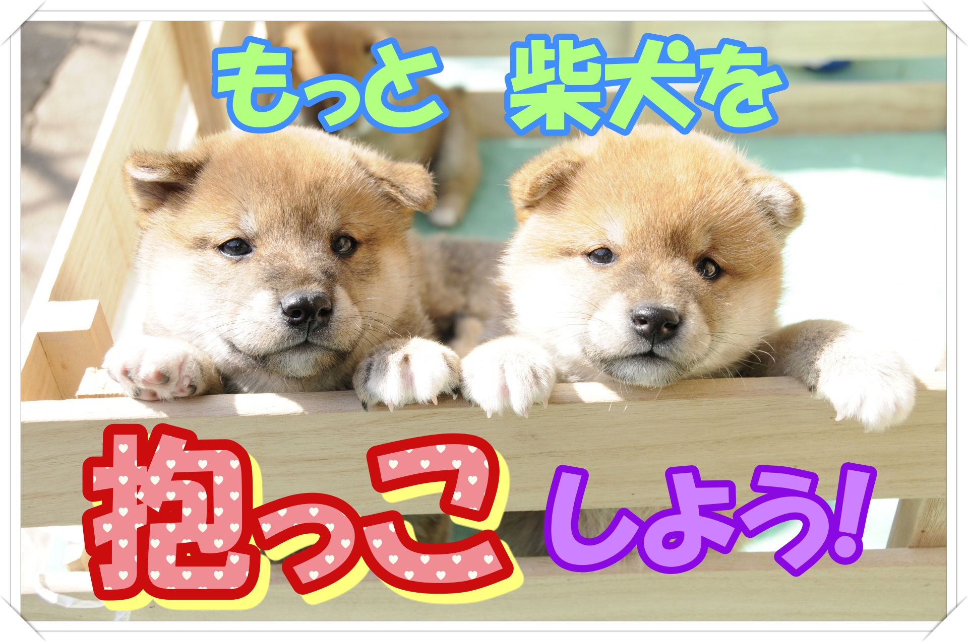 柴犬の抱っこのすべてを教えます これであなたも抱っこマスターだ Maccoの柴犬 Funブログ