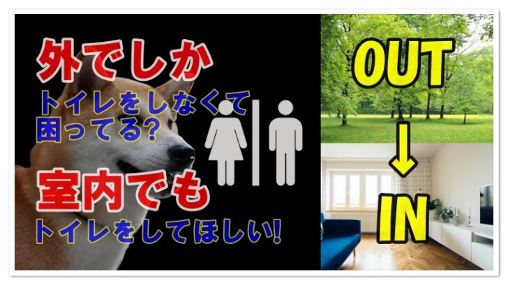 柴犬の外飼い トイレの習慣を外から室内に切り替える方法 Maccoの柴犬 Funブログ