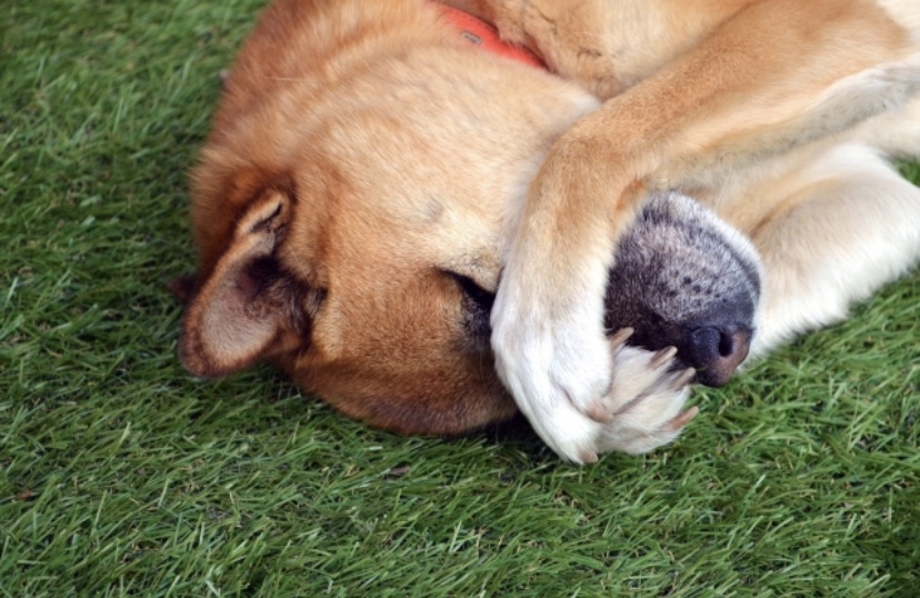 柴犬(子犬)の噛み癖が治らない…噛む理由としつけ方を解説！ Maccoの柴犬 Funブログ