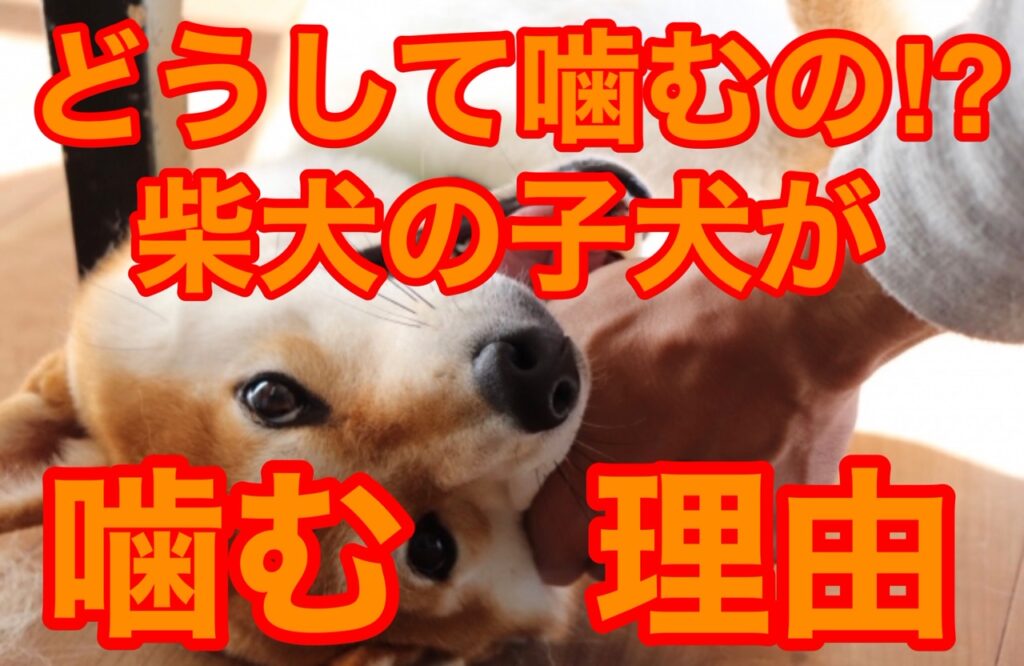 柴犬(子犬)の噛み癖が治らない…噛む理由としつけ方を解説！ Maccoの柴犬 Funブログ