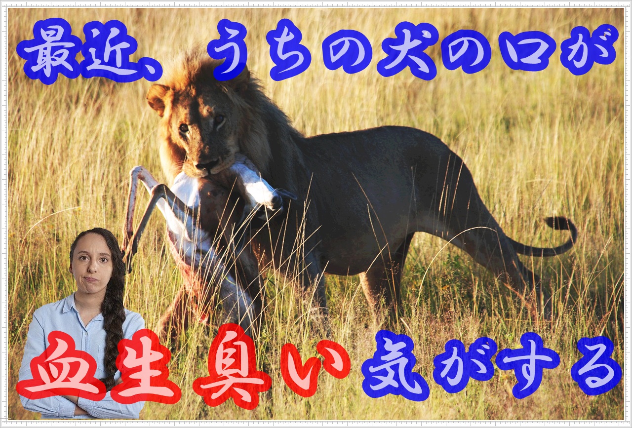 愛犬の口臭が血生臭いのはなぜ 4つの原因すぐ解消するための対策を解説 Maccoの柴犬 Funブログ 愛犬の口臭が血生臭いのはなぜ 4つの原因すぐ解消するための対策を解説 Maccoの柴犬 Funブログ