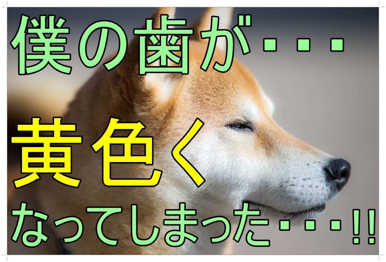 愛犬の歯が黄色く汚れるのはなぜ 犬の管理栄養士が原因と解決策を徹底解説 Maccoの柴犬 Funブログ