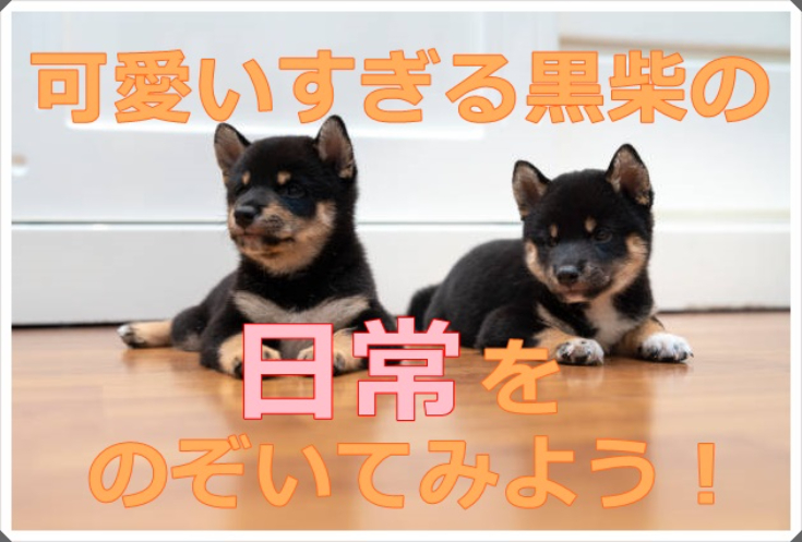 柴犬 黒柴の魅力を動画で紹介 その可愛さに癒されよう Maccoの柴犬 Funブログ