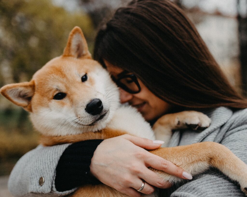 柴犬が抱っこを嫌がるのはなぜ その原因と対策方法を徹底解説 Maccoの柴犬 Funブログ