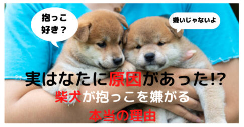 好きだけどぶつけちゃう 柴犬がおしりアタックする理由を徹底解説 Maccoの柴犬 Funブログ