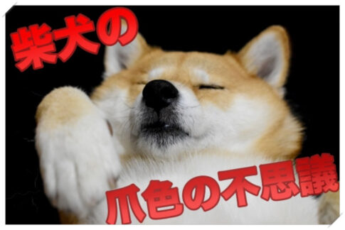 色鉛筆で描かれた素敵な柴犬のイラストや柴犬の書き方を紹介します Maccoの柴犬 Funブログ