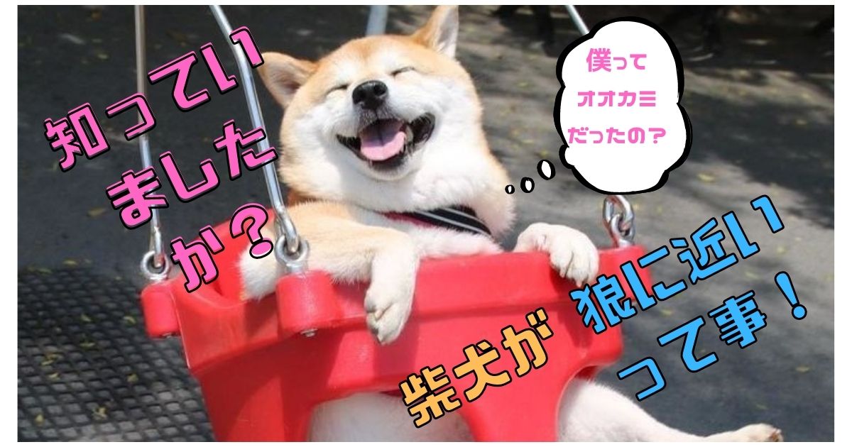 柴犬と狼って実は遺伝子レベルで近いんです その理由を解説 Maccoの柴犬 Funブログ