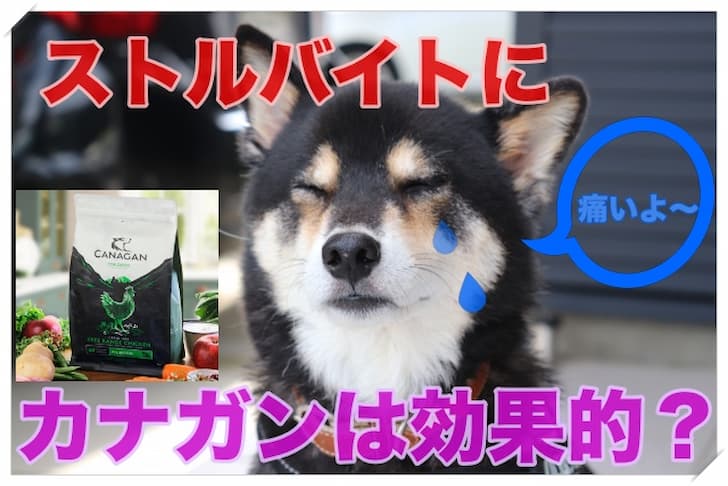 カナガンはストルバイトにも効果的 犬の尿路結石の原因と対策を解説 Maccoの柴犬 Funブログ