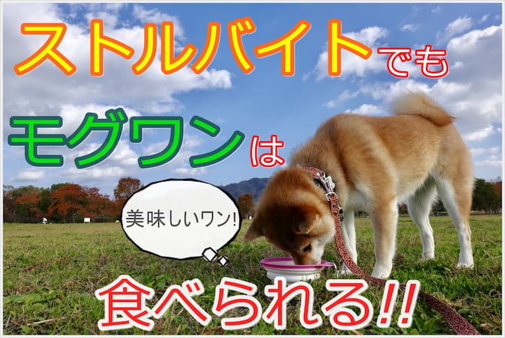 モグワンはストルバイト結石症でも食べれる 成分から安全性を調査 Maccoの柴犬 Funブログ